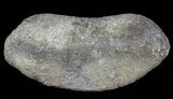Hadrosaur Toe Bone - Alberta (Disposition #-) #71662-1